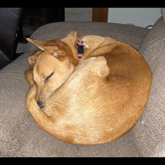 Meet your Posher, Amy - Picture 6 of 8